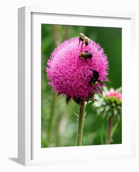 A Trio of Bees Explore a Giant Thistle Bloom on a Farm Near New Castle-null-Framed Photographic Print