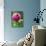 A Trio of Bees Explore a Giant Thistle Bloom on a Farm Near New Castle-null-Photographic Print displayed on a wall