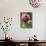 A Trio of Bees Explore a Giant Thistle Bloom on a Farm Near New Castle-null-Photographic Print displayed on a wall