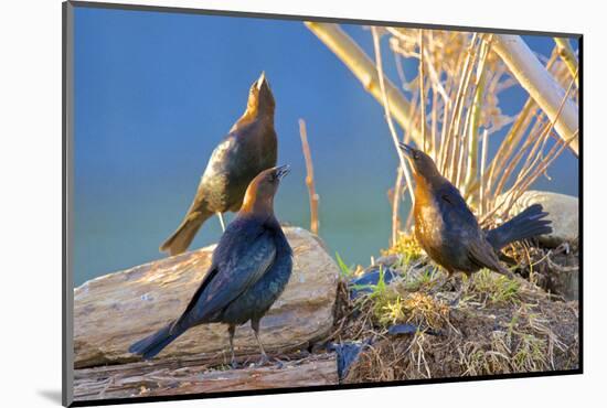 A Trio of Brown-Headed Cowbirds Posturing During Courtship-Richard Wright-Mounted Photographic Print