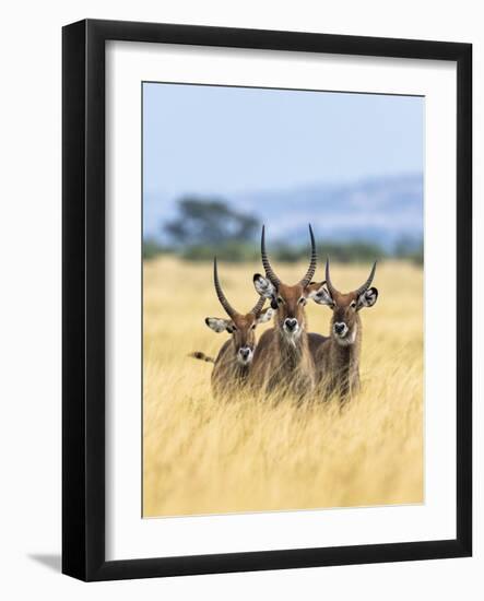 A Trio of Explorers-Nigel Pavitt-Framed Giclee Print