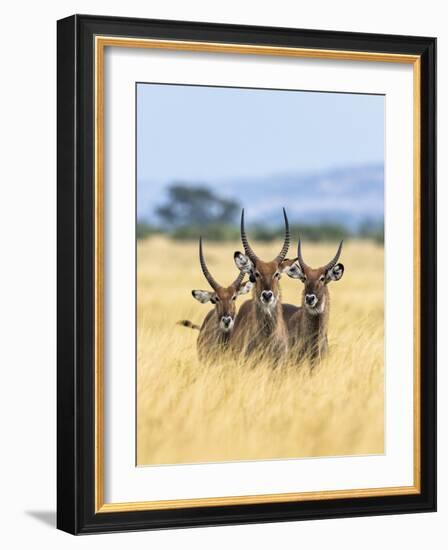 A Trio of Explorers-Nigel Pavitt-Framed Giclee Print