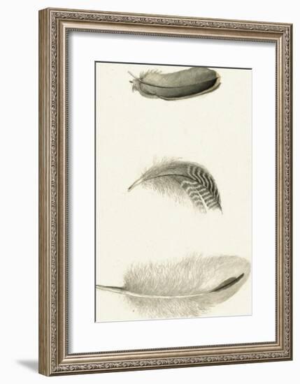 A Trio of Feathers-The Vintage Collection-Framed Art Print