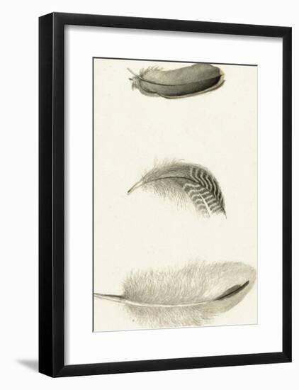 A Trio of Feathers-The Vintage Collection-Framed Art Print