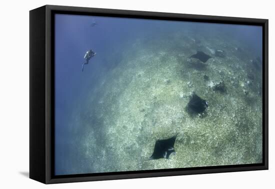 A Trio of Reef Manta Rays Swimming Above a Reef Top-Stocktrek Images-Framed Premier Image Canvas