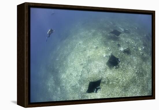 A Trio of Reef Manta Rays Swimming Above a Reef Top-Stocktrek Images-Framed Premier Image Canvas