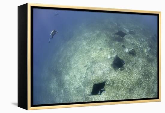 A Trio of Reef Manta Rays Swimming Above a Reef Top-Stocktrek Images-Framed Premier Image Canvas