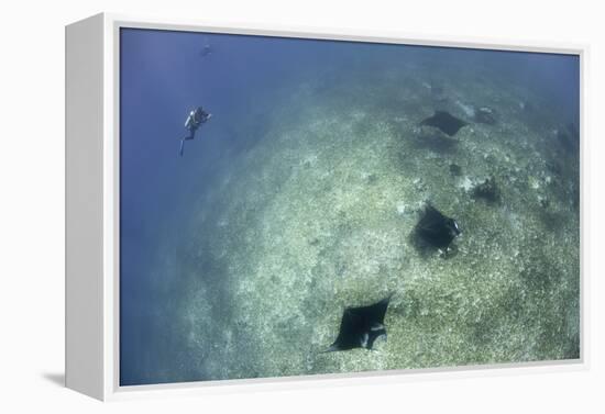 A Trio of Reef Manta Rays Swimming Above a Reef Top-Stocktrek Images-Framed Premier Image Canvas