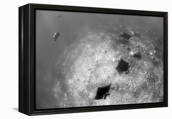 A Trio of Reef Manta Rays Swimming Above a Reef Top-Stocktrek Images-Framed Premier Image Canvas