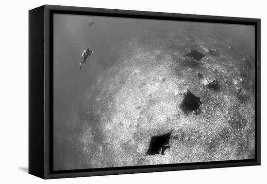 A Trio of Reef Manta Rays Swimming Above a Reef Top-Stocktrek Images-Framed Premier Image Canvas