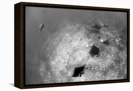 A Trio of Reef Manta Rays Swimming Above a Reef Top-Stocktrek Images-Framed Premier Image Canvas