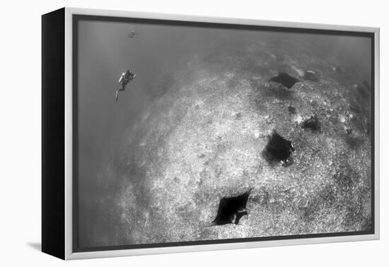 A Trio of Reef Manta Rays Swimming Above a Reef Top-Stocktrek Images-Framed Premier Image Canvas