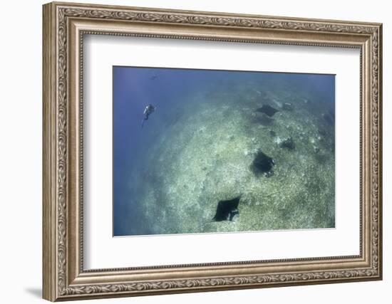 A Trio of Reef Manta Rays Swimming Above a Reef Top-Stocktrek Images-Framed Photographic Print