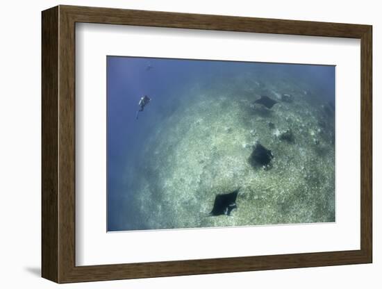 A Trio of Reef Manta Rays Swimming Above a Reef Top-Stocktrek Images-Framed Photographic Print