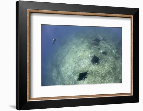 A Trio of Reef Manta Rays Swimming Above a Reef Top-Stocktrek Images-Framed Photographic Print