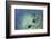 A Trio of Reef Manta Rays Swimming Above a Reef Top-Stocktrek Images-Framed Photographic Print