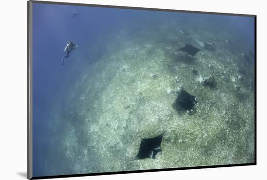 A Trio of Reef Manta Rays Swimming Above a Reef Top-Stocktrek Images-Mounted Photographic Print
