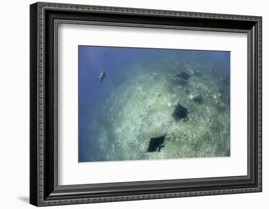 A Trio of Reef Manta Rays Swimming Above a Reef Top-Stocktrek Images-Framed Photographic Print