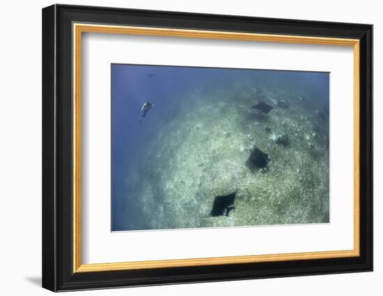 A Trio of Reef Manta Rays Swimming Above a Reef Top-Stocktrek Images-Framed Photographic Print