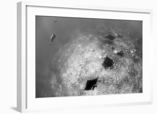 A Trio of Reef Manta Rays Swimming Above a Reef Top-Stocktrek Images-Framed Photographic Print