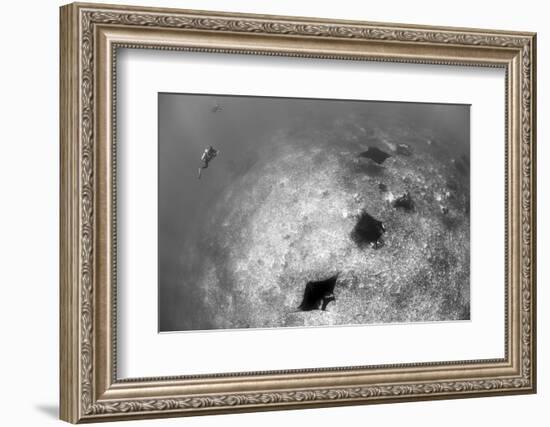 A Trio of Reef Manta Rays Swimming Above a Reef Top-Stocktrek Images-Framed Photographic Print