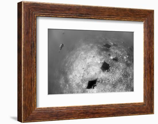 A Trio of Reef Manta Rays Swimming Above a Reef Top-Stocktrek Images-Framed Photographic Print