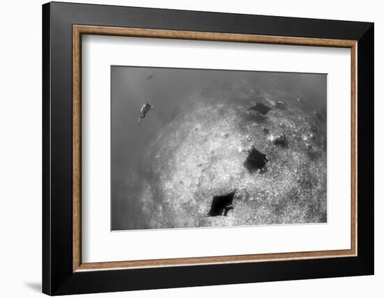 A Trio of Reef Manta Rays Swimming Above a Reef Top-Stocktrek Images-Framed Photographic Print