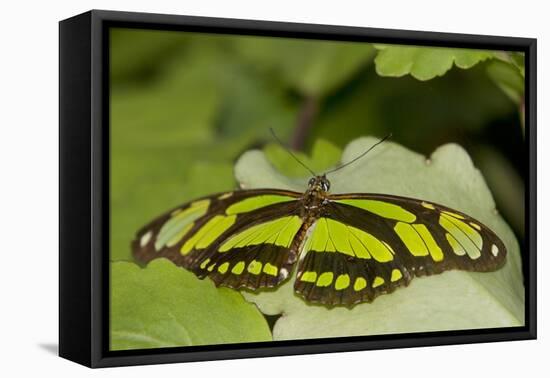 A Tropical Butterfly Perching on a Leaf-Joe Petersburger-Framed Premier Image Canvas