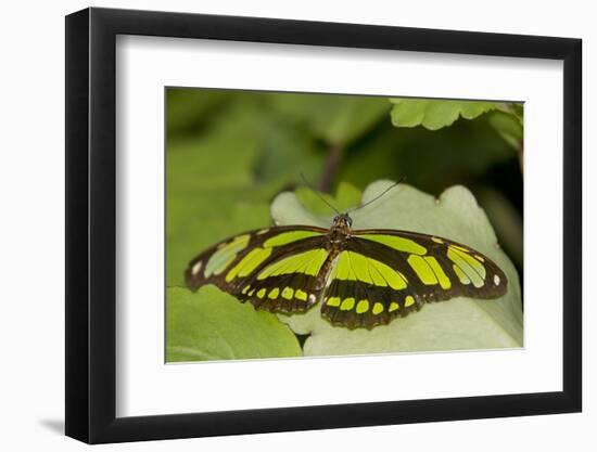 A Tropical Butterfly Perching on a Leaf-Joe Petersburger-Framed Photographic Print