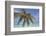 A tropical island beachside coconut palm, Gaafu Dhaalu atoll, in the far south of The Maldives-Nigel Hicks-Framed Photographic Print