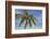 A tropical island beachside coconut palm, Gaafu Dhaalu atoll, in the far south of The Maldives-Nigel Hicks-Framed Photographic Print