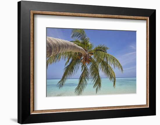 A tropical island beachside coconut palm, Gaafu Dhaalu atoll, in the far south of The Maldives-Nigel Hicks-Framed Photographic Print