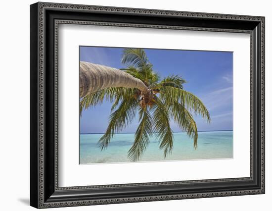 A tropical island beachside coconut palm, Gaafu Dhaalu atoll, in the far south of The Maldives-Nigel Hicks-Framed Photographic Print