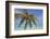 A tropical island beachside coconut palm, Gaafu Dhaalu atoll, in the far south of The Maldives-Nigel Hicks-Framed Photographic Print