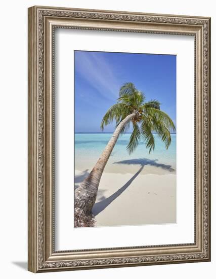 A tropical island beachside coconut palm, Gaafu Dhaalu atoll, in the far south of The Maldives-Nigel Hicks-Framed Photographic Print