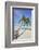 A tropical island beachside coconut palm, Gaafu Dhaalu atoll, in the far south of The Maldives-Nigel Hicks-Framed Photographic Print