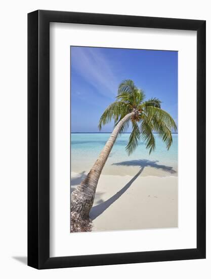 A tropical island beachside coconut palm, Gaafu Dhaalu atoll, in the far south of The Maldives-Nigel Hicks-Framed Photographic Print