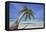 A tropical island beachside coconut palm, Gaafu Dhaalu atoll, in the far south of The Maldives-Nigel Hicks-Framed Premier Image Canvas