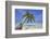 A tropical island beachside coconut palm, Gaafu Dhaalu atoll, in the far south of The Maldives-Nigel Hicks-Framed Photographic Print