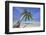 A tropical island beachside coconut palm, Gaafu Dhaalu atoll, in the far south of The Maldives-Nigel Hicks-Framed Photographic Print