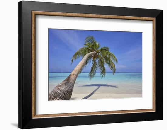 A tropical island beachside coconut palm, Gaafu Dhaalu atoll, in the far south of The Maldives-Nigel Hicks-Framed Photographic Print