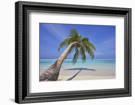 A tropical island beachside coconut palm, Gaafu Dhaalu atoll, in the far south of The Maldives-Nigel Hicks-Framed Photographic Print