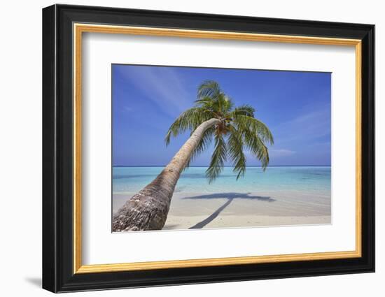 A tropical island beachside coconut palm, Gaafu Dhaalu atoll, in the far south of The Maldives-Nigel Hicks-Framed Photographic Print