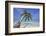 A tropical island beachside coconut palm, Gaafu Dhaalu atoll, in the far south of The Maldives-Nigel Hicks-Framed Photographic Print