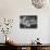 A Truckload of Freshly Harvested Canteloupes in Crates-null-Photographic Print displayed on a wall