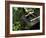 A Tsukubai With Bamboo Ladle in a Garden at Sanzenin Temple in Ohara, Kyoto, Japan-null-Framed Photographic Print