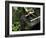 A Tsukubai With Bamboo Ladle in a Garden at Sanzenin Temple in Ohara, Kyoto, Japan-null-Framed Photographic Print