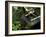 A Tsukubai With Bamboo Ladle in a Garden at Sanzenin Temple in Ohara, Kyoto, Japan-null-Framed Photographic Print