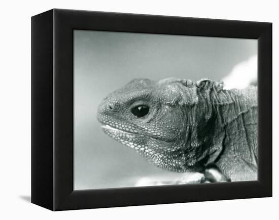 A Tuatara at London Zoo in 1928 (B/W Photo)-Frederick William Bond-Framed Premier Image Canvas