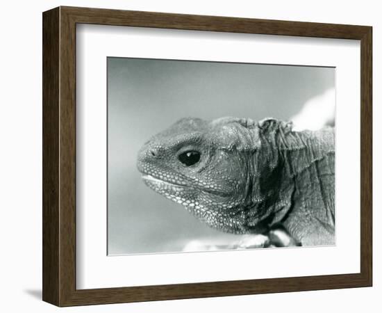 A Tuatara at London Zoo in 1928 (B/W Photo)-Frederick William Bond-Framed Giclee Print